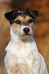 hundefotos parson_russell_terrier
