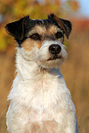 hundefotos parson_russell_terrier