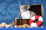 katzenfotos britisch_kurzhaar