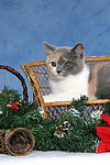 katzenfotos britisch_kurzhaar