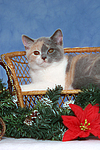 katzenfotos britisch_kurzhaar