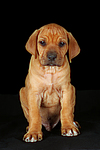 hundefotos rhodesian_ridgeback