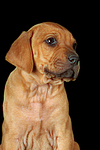 hundefotos rhodesian_ridgeback