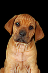 hundefotos rhodesian_ridgeback