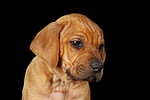 hundefotos rhodesian_ridgeback