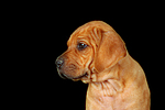 hundefotos rhodesian_ridgeback