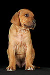hundefotos rhodesian_ridgeback