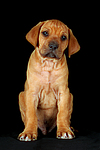 hundefotos rhodesian_ridgeback