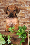 hundefotos rhodesian_ridgeback