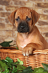 hundefotos rhodesian_ridgeback
