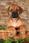 hundefotos rhodesian_ridgeback