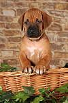 hundefotos rhodesian_ridgeback