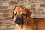 hundefotos rhodesian_ridgeback