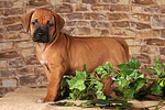 hundefotos rhodesian_ridgeback