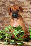 hundefotos rhodesian_ridgeback