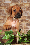 hundefotos rhodesian_ridgeback
