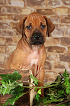 hundefotos rhodesian_ridgeback
