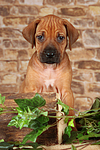 hundefotos rhodesian_ridgeback
