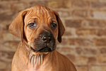 hundefotos rhodesian_ridgeback
