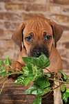 hundefotos rhodesian_ridgeback