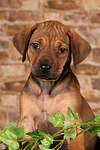 hundefotos rhodesian_ridgeback
