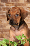 hundefotos rhodesian_ridgeback