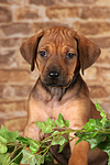 hundefotos rhodesian_ridgeback