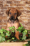 hundefotos rhodesian_ridgeback