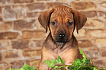 hundefotos rhodesian_ridgeback