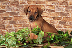 hundefotos rhodesian_ridgeback
