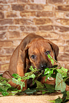 hundefotos rhodesian_ridgeback