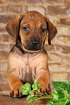 hundefotos rhodesian_ridgeback