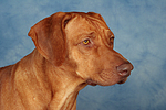 hundefotos rhodesian_ridgeback