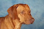 hundefotos rhodesian_ridgeback