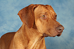 hundefotos rhodesian_ridgeback