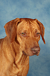 hundefotos rhodesian_ridgeback