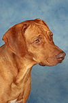 hundefotos rhodesian_ridgeback