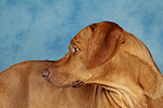 hundefotos rhodesian_ridgeback