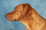 hundefotos rhodesian_ridgeback