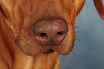hundefotos rhodesian_ridgeback