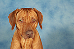 hundefotos rhodesian_ridgeback