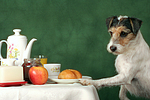 hundefotos parson_russell_terrier