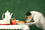 hundefotos parson_russell_terrier