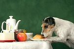 hundefotos parson_russell_terrier