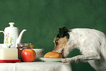 hundefotos parson_russell_terrier