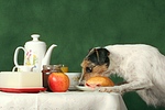 hundefotos parson_russell_terrier
