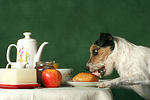 hundefotos parson_russell_terrier