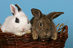 kleintierfotos kaninchen_-_zwergkaninchen