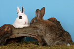 kleintierfotos kaninchen_-_zwergkaninchen