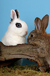kleintierfotos kaninchen_-_zwergkaninchen